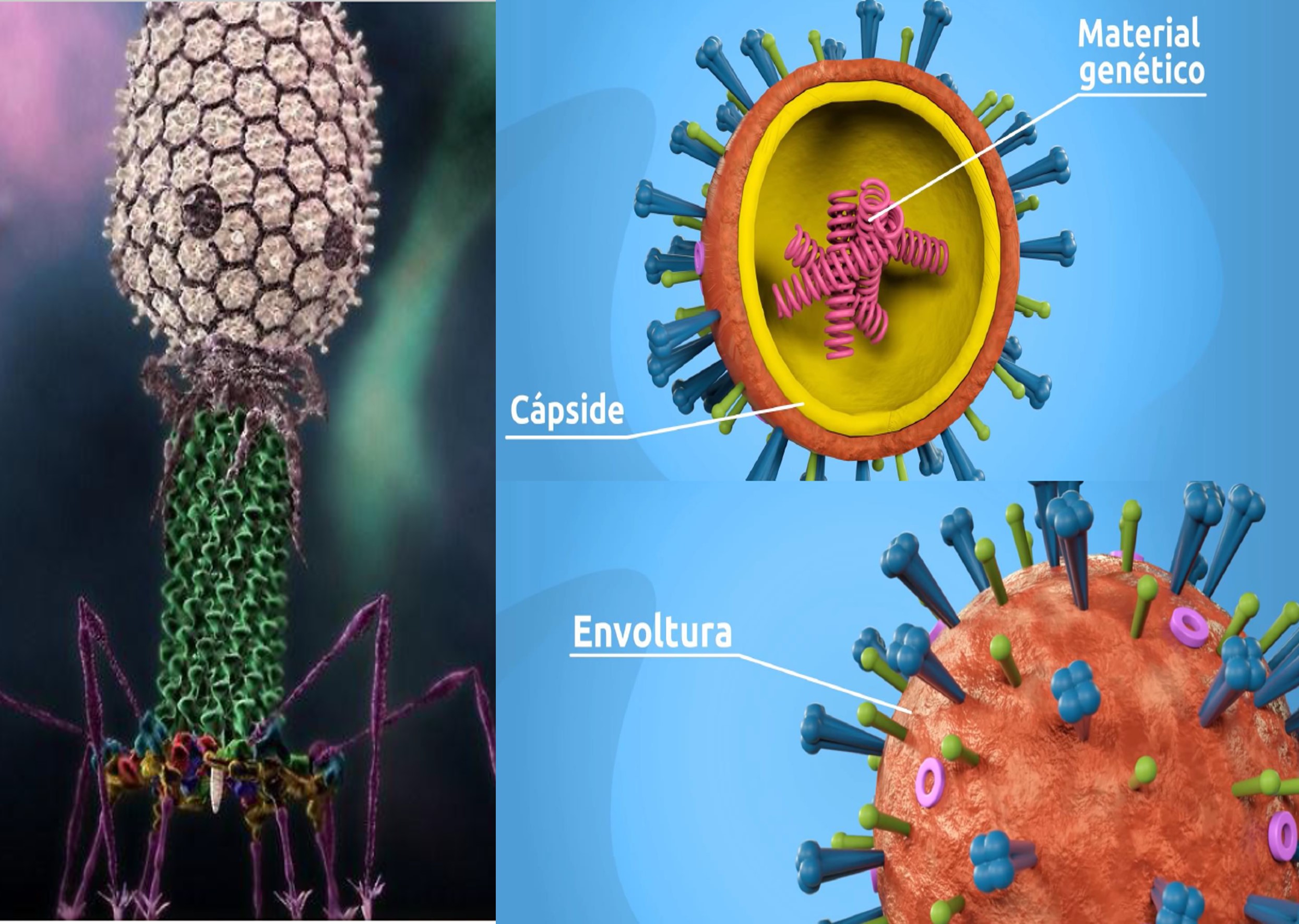 Virus, enfermedades y usos tecnológicos