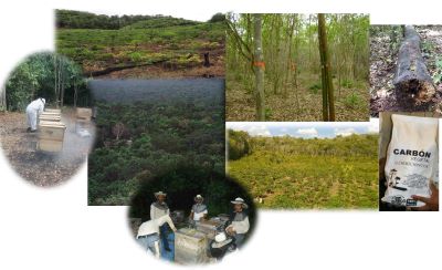 Manejo sostenible de recursos en bosques tropicales de la Península de Yucatán