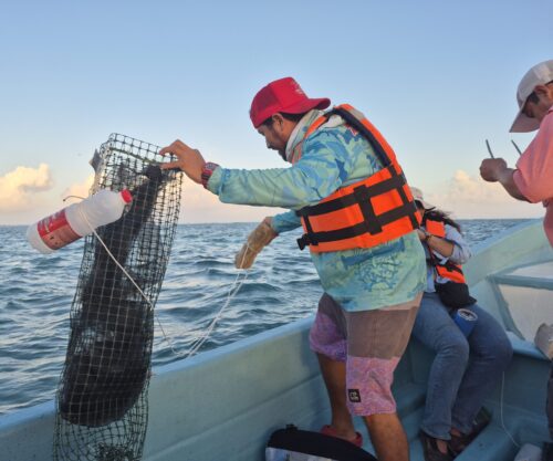 Monitoreo de postlarvas de peces arrecifales en el Sistema Arrecifal Mesoamericano, el segundo más grande del mundo.