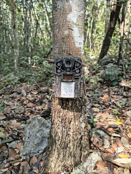 Explorando la fauna silvestre con tecnología digital: cámaras trampa e inteligencia artificial